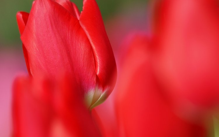 фокус камеры, цветок, красные, красный, тюльпан, the focus of the camera, flower, red, tulip
