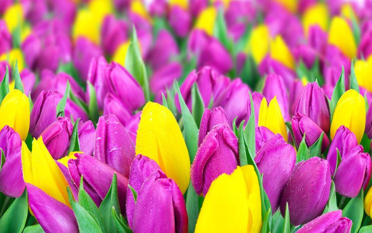 цветы, весна, тюльпаны, желтые, сиреневые, flowers, spring, tulips, yellow, lilac