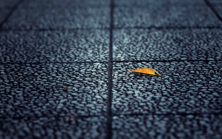 фон, лист, улица, асфальт, background, sheet, street, asphalt