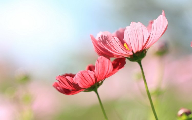 цветы, фон, космея, flowers, background, kosmeya