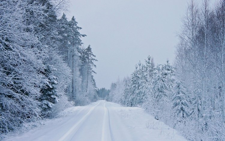 дорога, деревья, зима, road, trees, winter