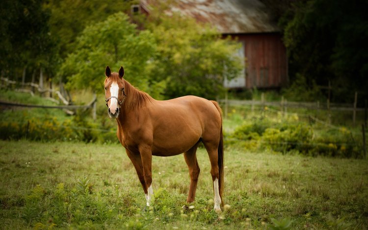 лошадь, взгляд, забор, дом, пастбище, конь, загон, horse, look, the fence, house, pasture, corral