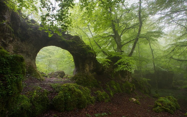 деревья, природа, лес, скала, туман, арка, trees, nature, forest, rock, fog, arch