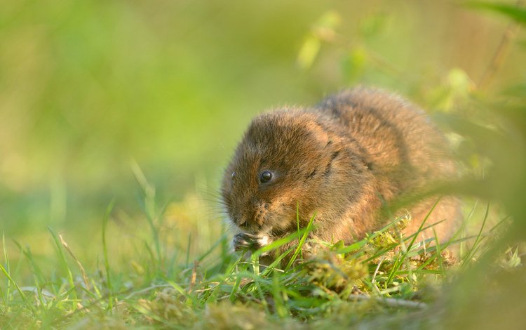 трава, мышь, грызун, водяная полёвка, grass, mouse, rodent, water vole