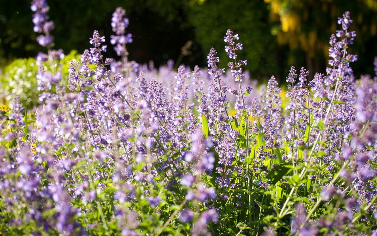 цветы, природа, поле, лаванда, луг, flowers, nature, field, lavender, meadow
