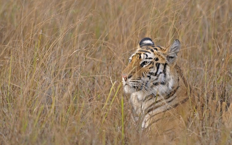 тигр, трава, хищник, охота, бенгальский, tiger, grass, predator, hunting, bengal