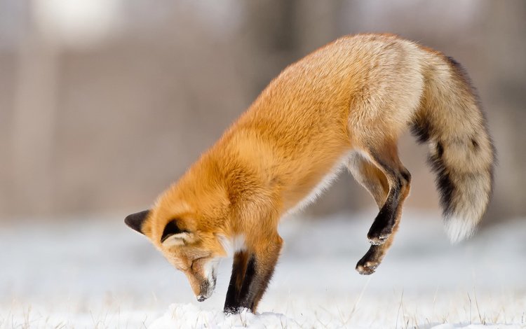 снег, зима, прыжок, лиса, охота, snow, winter, jump, fox, hunting