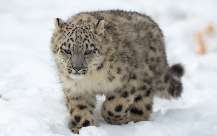 снег, хищник, снежный барс, ирбис, детеныш, snow, predator, snow leopard, irbis, cub