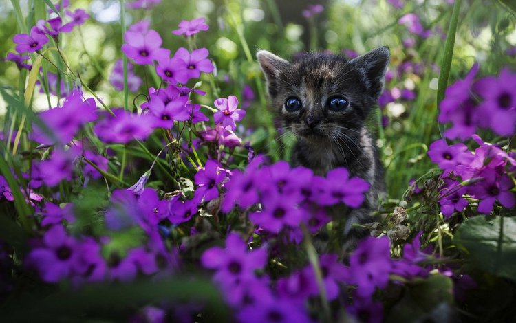 цветы, мордочка, взгляд, котенок, flowers, muzzle, look, kitty