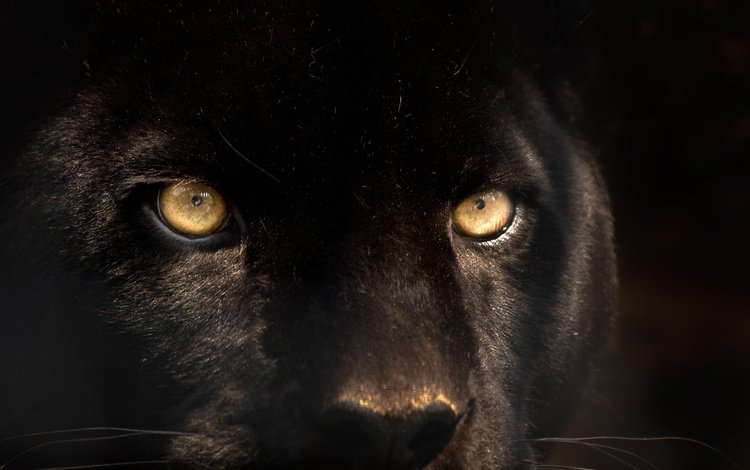 глаза, взгляд, хищник, пантера, черная, eyes, look, predator, panther, black
