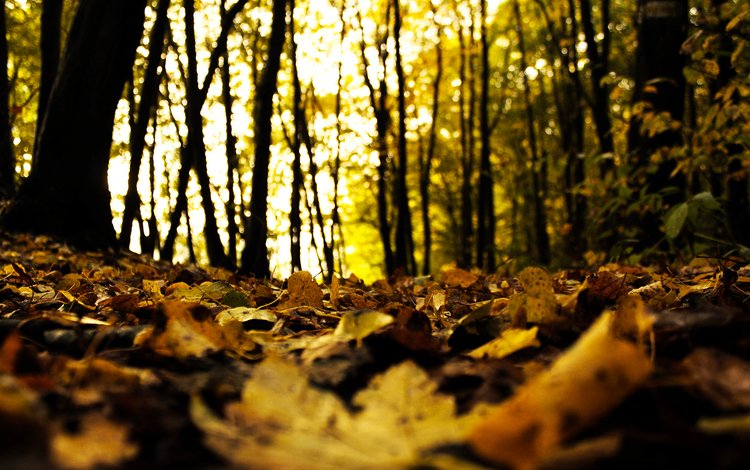 деревья, лес, листья, осень, trees, forest, leaves, autumn