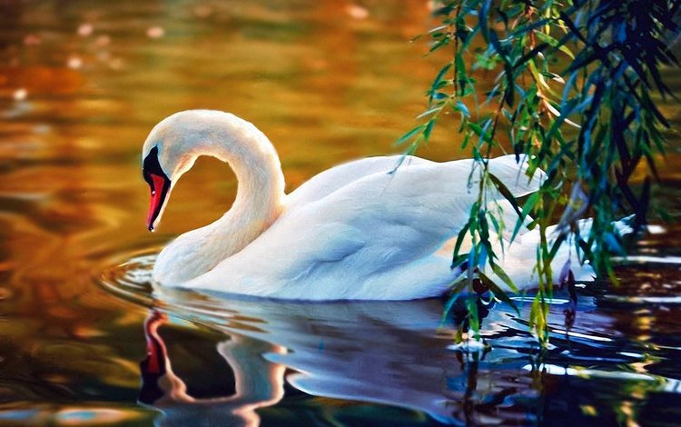 вода, белый, птица, клюв, перья, лебедь, water, white, bird, beak, feathers, swan