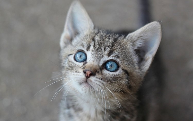 глаза, взгляд, котенок, eyes, look, kitty