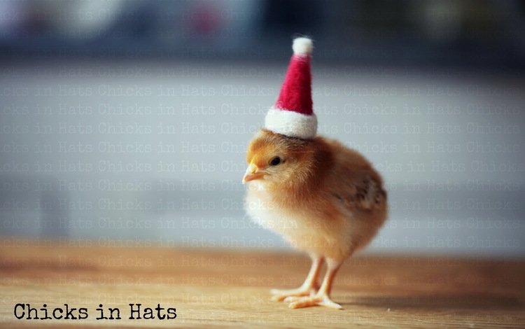 фон, птица, цыплёнок, шляпка, курица, колпак санты, background, bird, chicken, hat