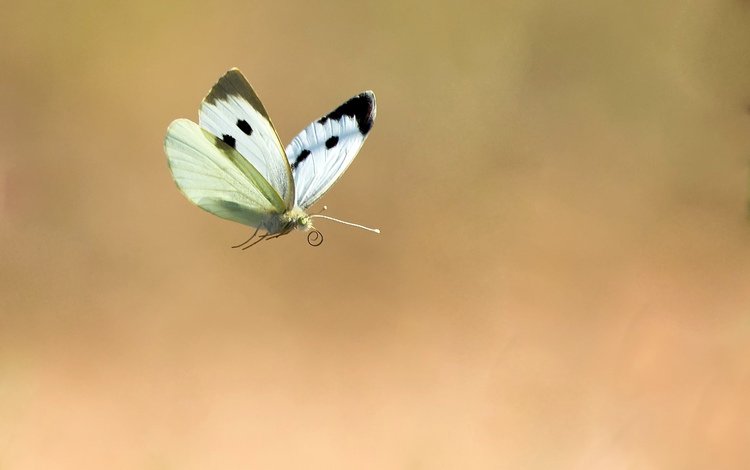фон, полет, бабочка, насекомые, background, flight, butterfly, insects