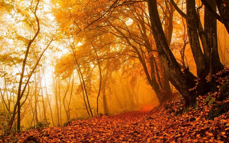 деревья, листья, пейзаж, парк, листва, осень, тропинка, trees, leaves, landscape, park, foliage, autumn, path