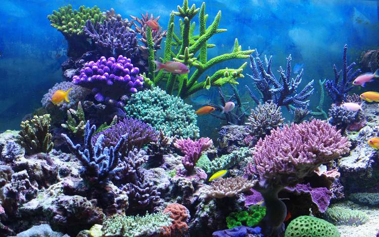 рыбы, кораллы, подводный мир, fish, corals, underwater world