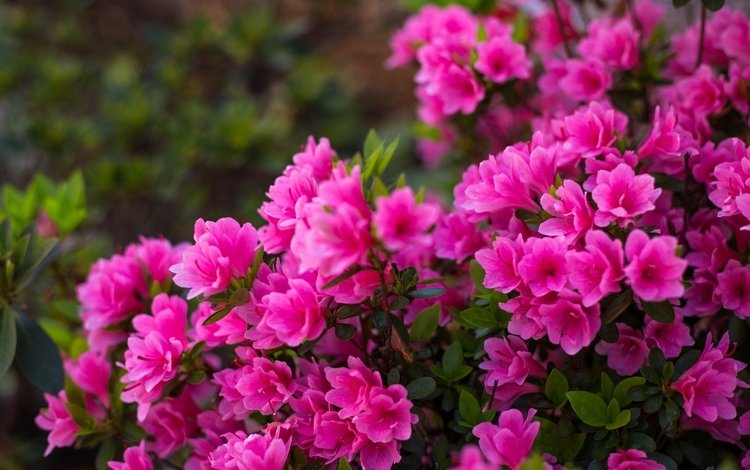 цветение, лепестки, розовый, куст, азалия, рододендрон, flowering, petals, pink, bush, azalea, rhododendron