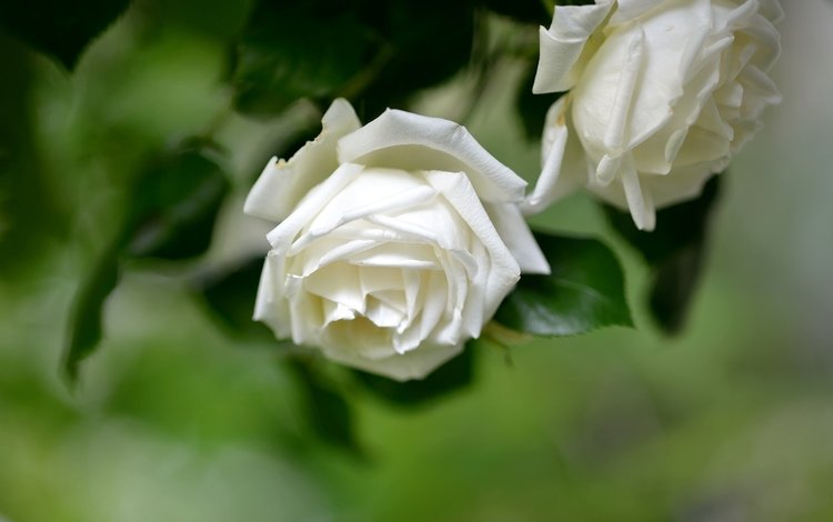 цветы, фон, розы, белые, flowers, background, roses, white