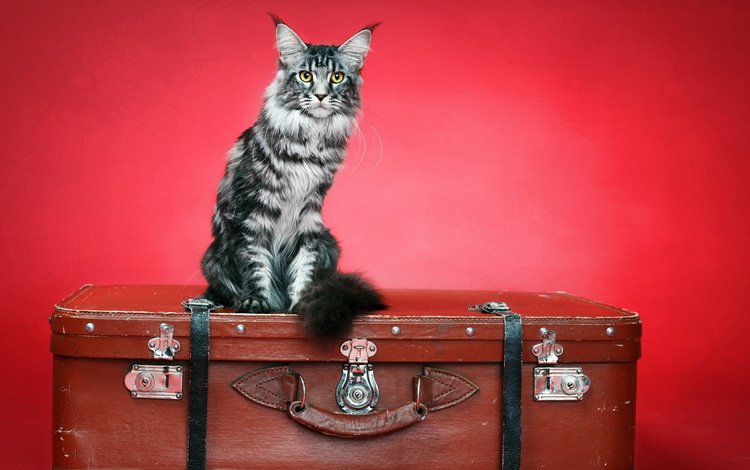 фон, кот, кошка, чемодан, background, cat, suitcase
