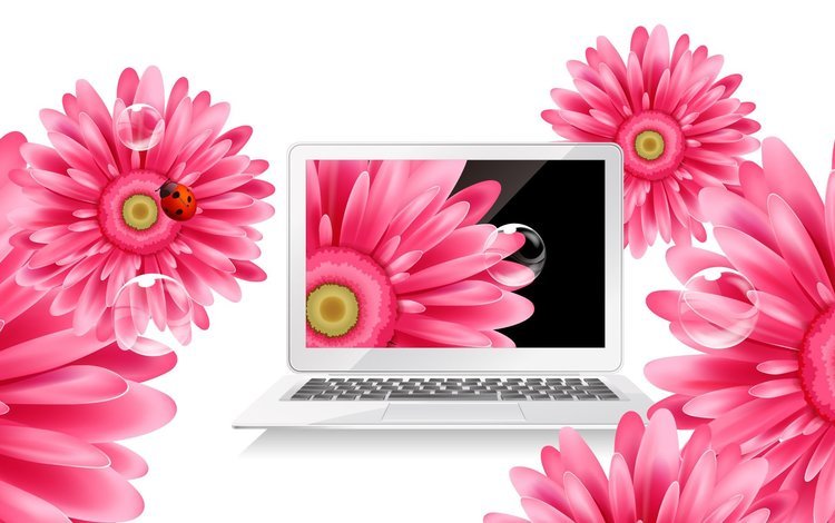 цветы, божья коровка, ноутбук, герберы, flowers, ladybug, laptop, gerbera