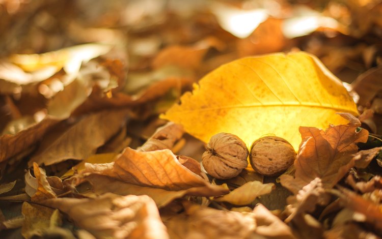 листья, орехи, осень, грецкие, leaves, nuts, autumn, walnut