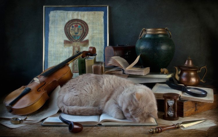 скрипка, кошка, сон, трубка, книга, violin, cat, sleep, tube, book
