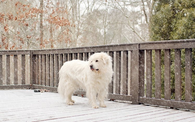 снег, собака, белая, snow, dog, white