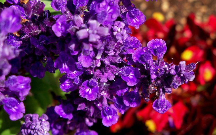 цветы, макро, роса, красиво, фиолетовые, flowers, macro, rosa, beautiful, purple