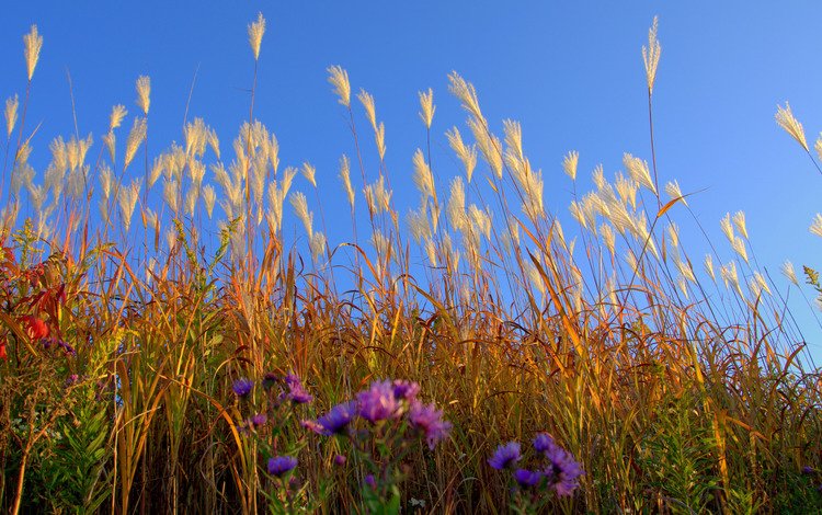 небо, цветы, трава, поле, луг, растение, the sky, flowers, grass, field, meadow, plant