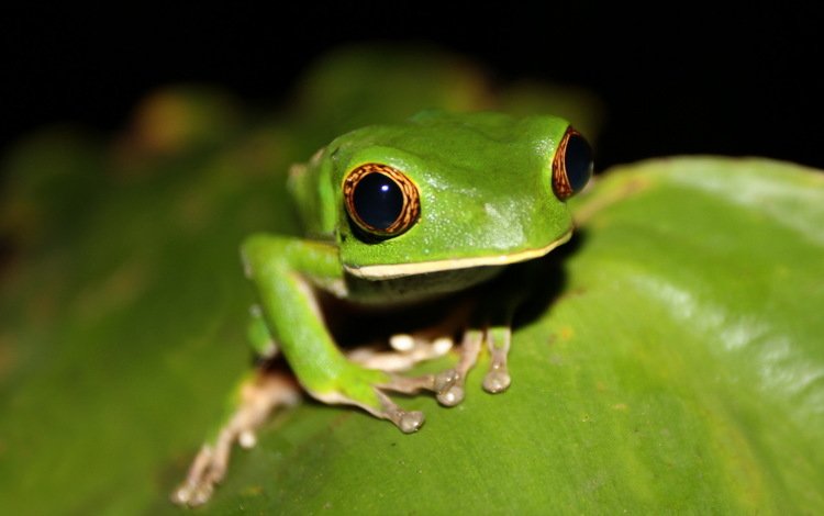глаза, природа, лягушка, древесная, земноводные, древесная лягушка, eyes, nature, frog, wood, amphibians, tree frog
