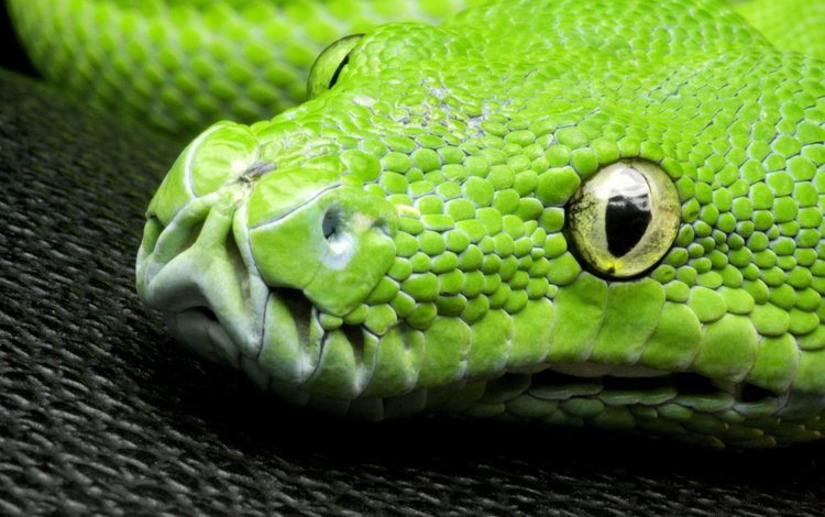 глаза, макро, змея, зеленая, голова, питон, древесный, зеленый древесный питон, eyes, macro, snake, green, head, python, wood