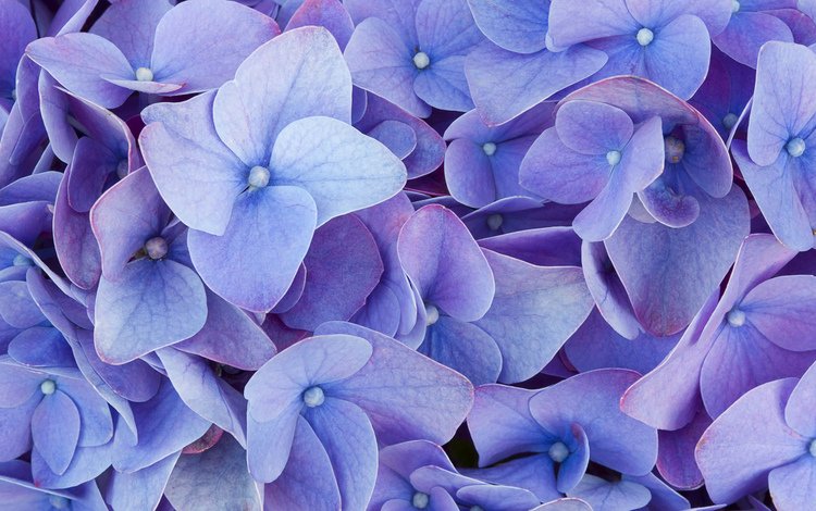 цветы, макро, голубые, гортензия, flowers, macro, blue, hydrangea