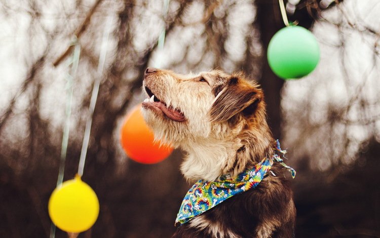 шары, фон, собака, шарики, профиль, друг, платок, balls, background, dog, profile, each, shawl