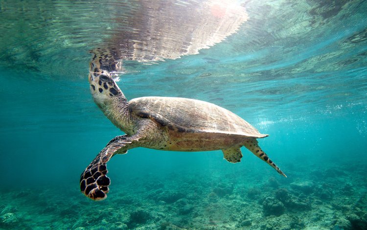 черепаха, панцирь, подводный мир, turtle, shell, underwater world