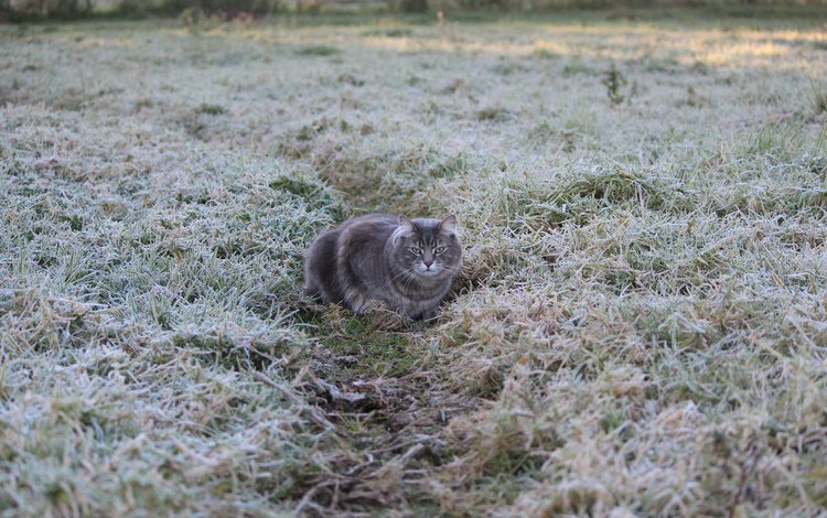 трава, кот, иней, кошка, grass, cat, frost