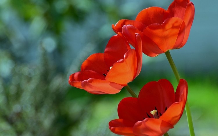 цветы, макро, фон, красные, тюльпаны, flowers, macro, background, red, tulips