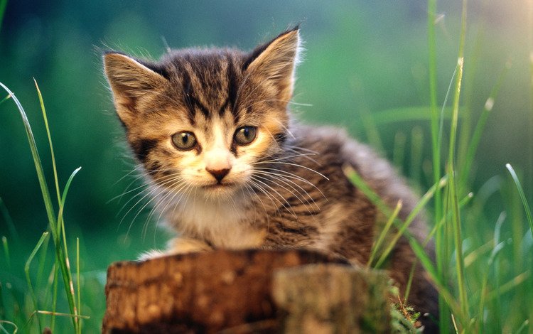 трава, кот, кошка, котенок, пень, grass, cat, kitty, stump