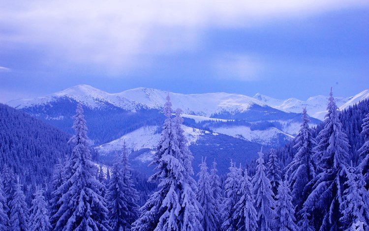 деревья, горы, снег, зима, пейзаж, trees, mountains, snow, winter, landscape