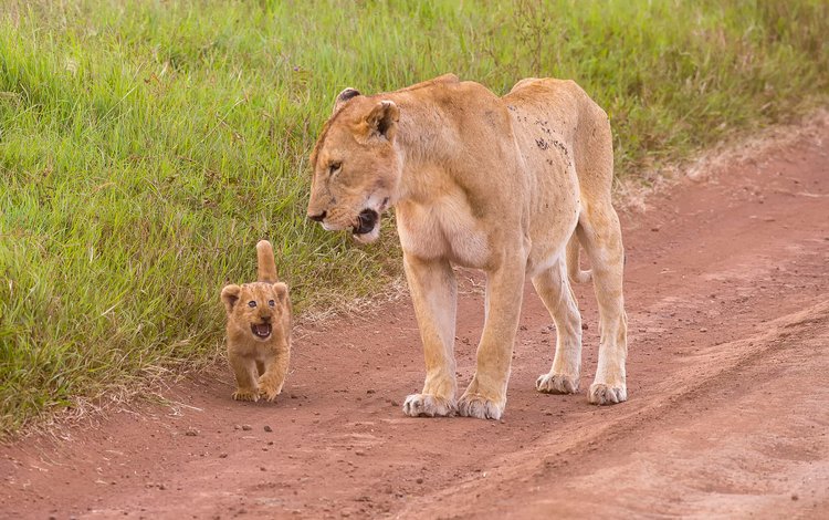 природа, животные, львы, дикие кошки, львица, львёнок, детеныш, львица.львенок, nature, animals, lions, wild cats, lioness, lion, cub, lioness.lion