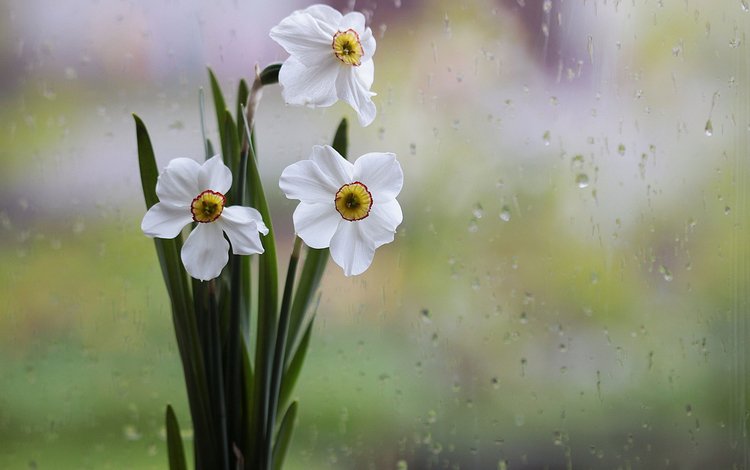 цветы, капли, белый, дождь, стекло, ваза, нарциссы, нарцисс, flowers, drops, white, rain, glass, vase, daffodils, narcissus