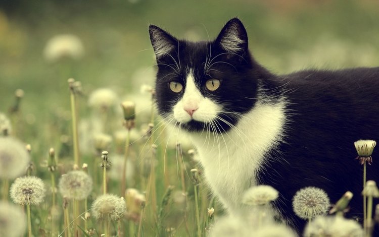 кот, кошка, луг, одуванчики, чёрно-белый, cat, meadow, dandelions, black and white