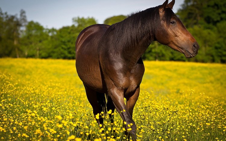 цветы, лошадь, природа, лето, конь, flowers, horse, nature, summer