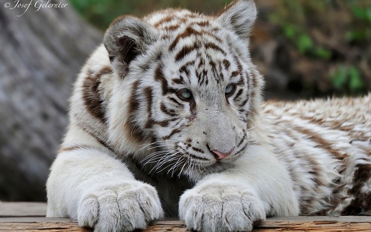 тигр, белый, хищник, тигренок, оррр, tiger, white, predator