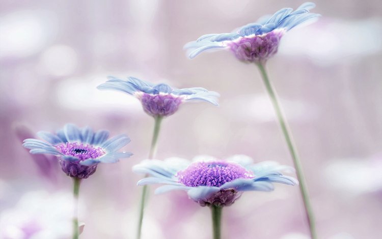 цветы, фон, голубые, сиреневые, flowers, background, blue, lilac