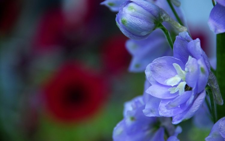 цветы, макро, лепестки, синие, дельфиниум, бутончик, flowers, macro, petals, blue, delphinium, rosebud