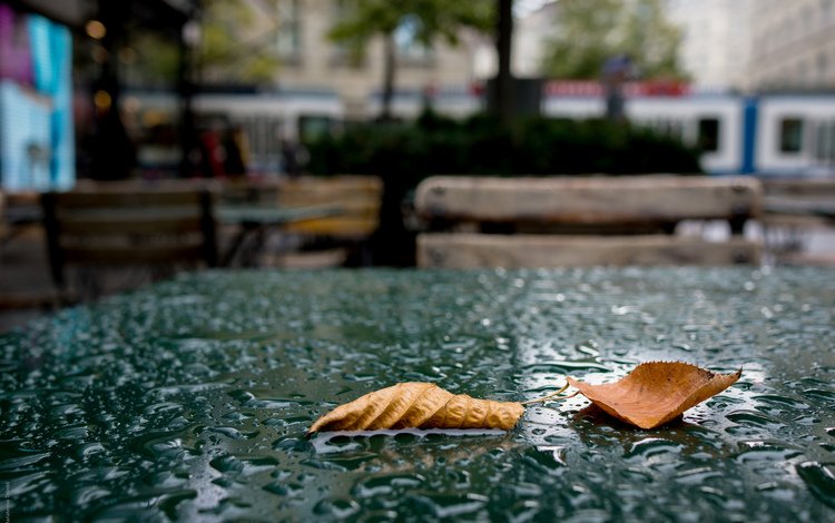 листья, капли, дождь, leaves, drops, rain