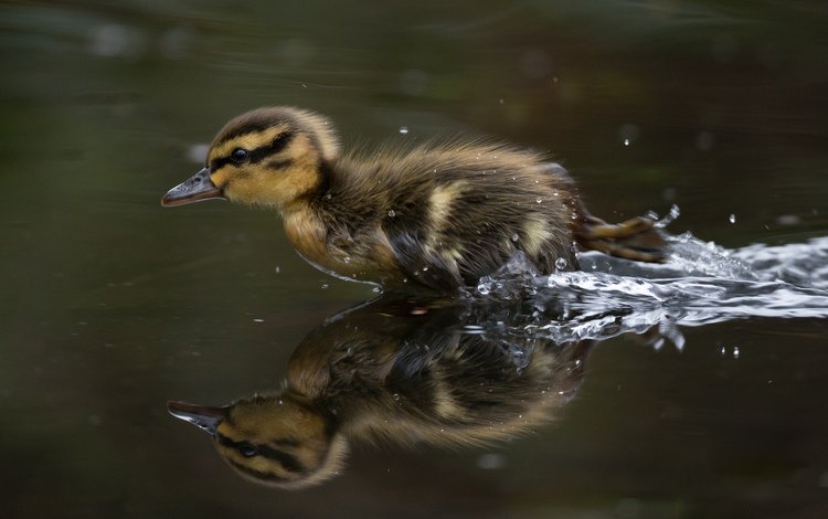 вода, брызги, скорость, птица, утенок.вода, маленькая утка, water, squirt, speed, bird, duck.water, little duck