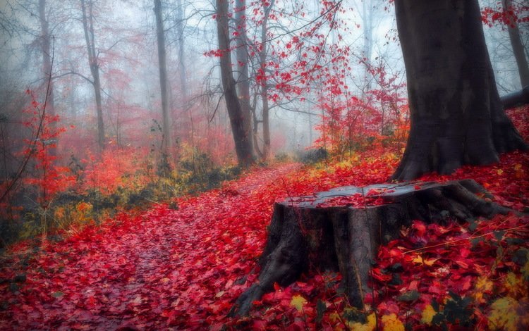 деревья, лес, листья, пейзаж, осень, пенек, trees, forest, leaves, landscape, autumn, stump