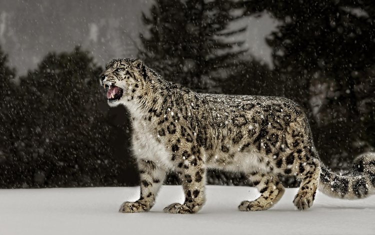 снег, природа, ирбис, снежный леопард, snow, nature, irbis, snow leopard